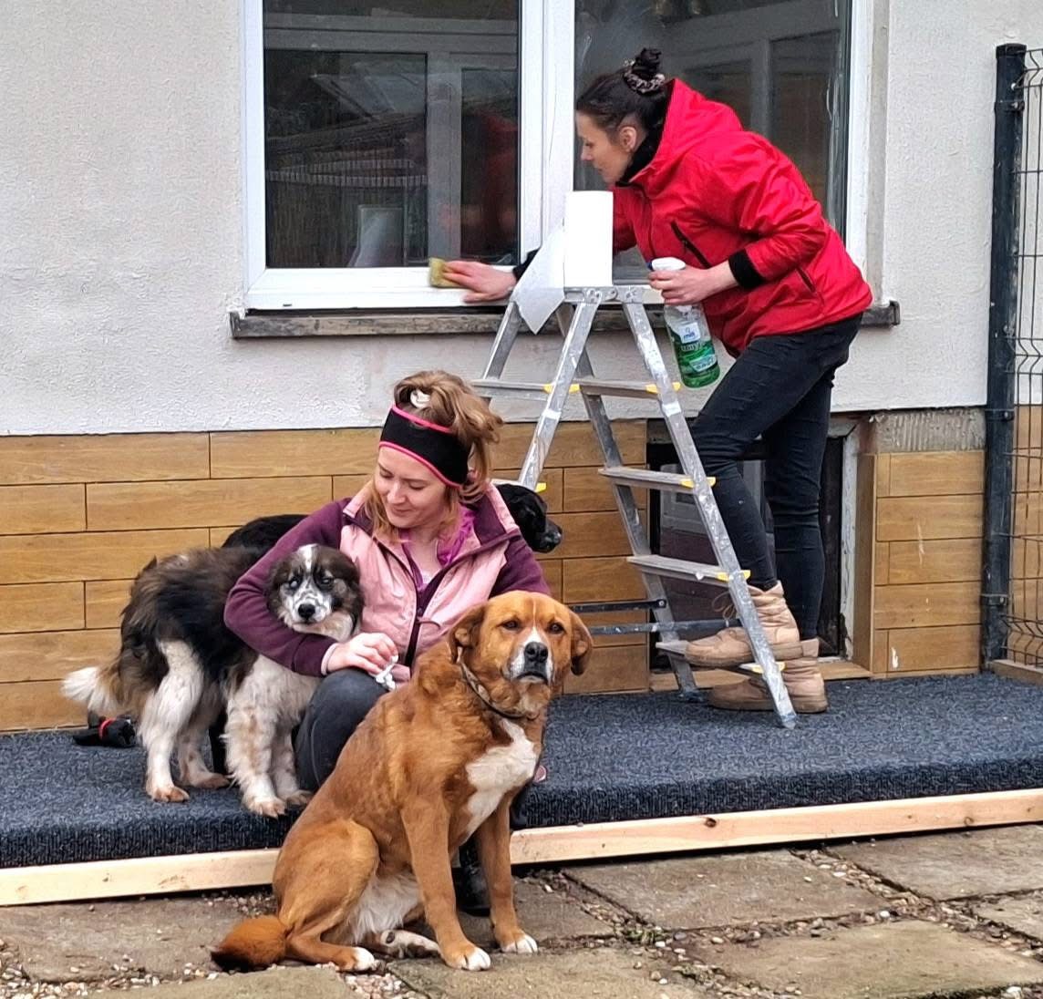 Wolontariusze pomagający w schronisku